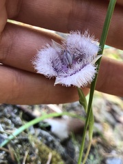Calochortus tolmiei