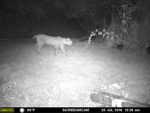 Bobcat photographed in Pennsylvania