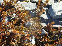 Myriophyllum triphyllum