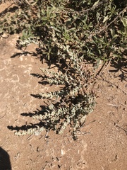 Atriplex pacifica