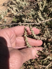 Atriplex pacifica