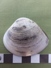 Meretrix