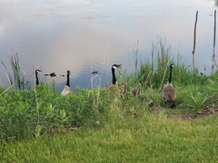 Branta canadensis