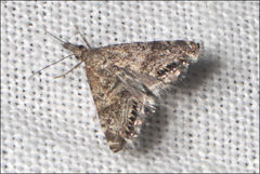 Glaucocharis dilatella