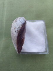 Meretrix