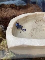 Dendrobates