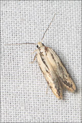Ardozyga chionoprora