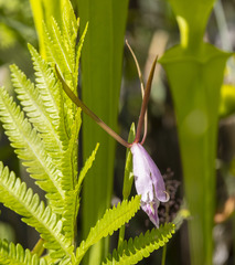 Cleistesiopsis divaricata