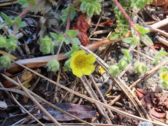 Potentilla wheeleri
