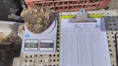 Concholepas concholepas