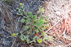 Potentilla wheeleri