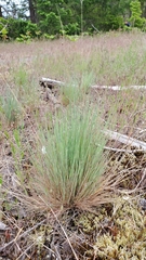 Festuca roemeri