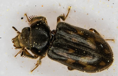 Heterocerus mollinus