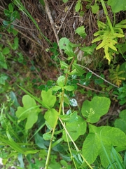 Leucanthemum sylvaticum
