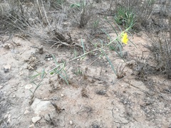 Talinum polygaloides