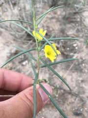 Talinum polygaloides