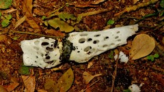 Staheliomyces cinctus