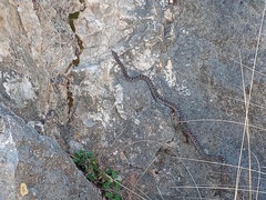 Lampropeltis leonis