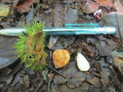 Castanopsis argentea