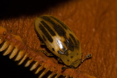Ischyrus tetragrammus