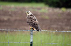 Buteo swainsoni