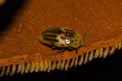 Ischyrus tetragrammus