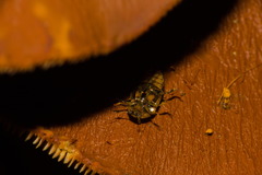 Ischyrus tetragrammus