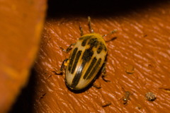 Ischyrus tetragrammus