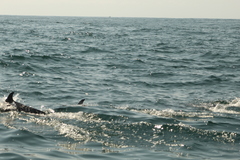 Stenella attenuata
