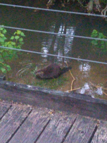 American Beaver photographed in Alabama