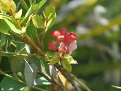 Exobasidium ferrugineae