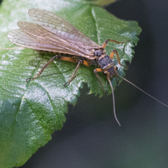 Hesperoperla pacifica