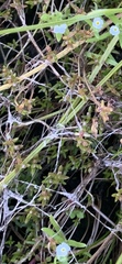 Crassula aquatica