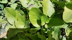 Aristolochia californica