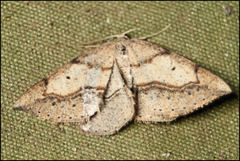 Taxeotis perlinearia