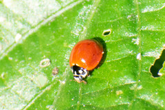Cycloneda sanguinea