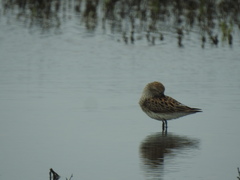 Calidris fuscicollis