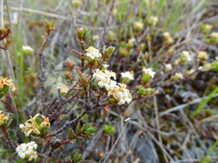Pimelea traversii