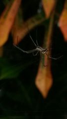 Leucauge