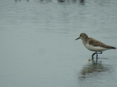 Calidris fuscicollis
