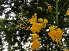 Caesalpinia pulcherrima flava