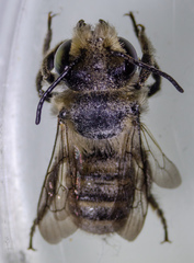 Megachile perihirta