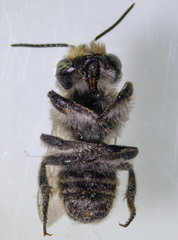 Megachile perihirta