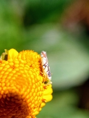 Protalebrella conica