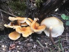 Flammulina mexicana