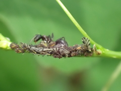 Camponotus novaeboracensis
