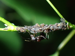 Camponotus novaeboracensis