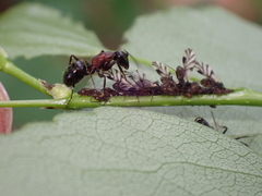Camponotus novaeboracensis