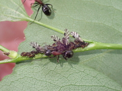 Camponotus novaeboracensis