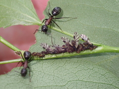 Camponotus novaeboracensis